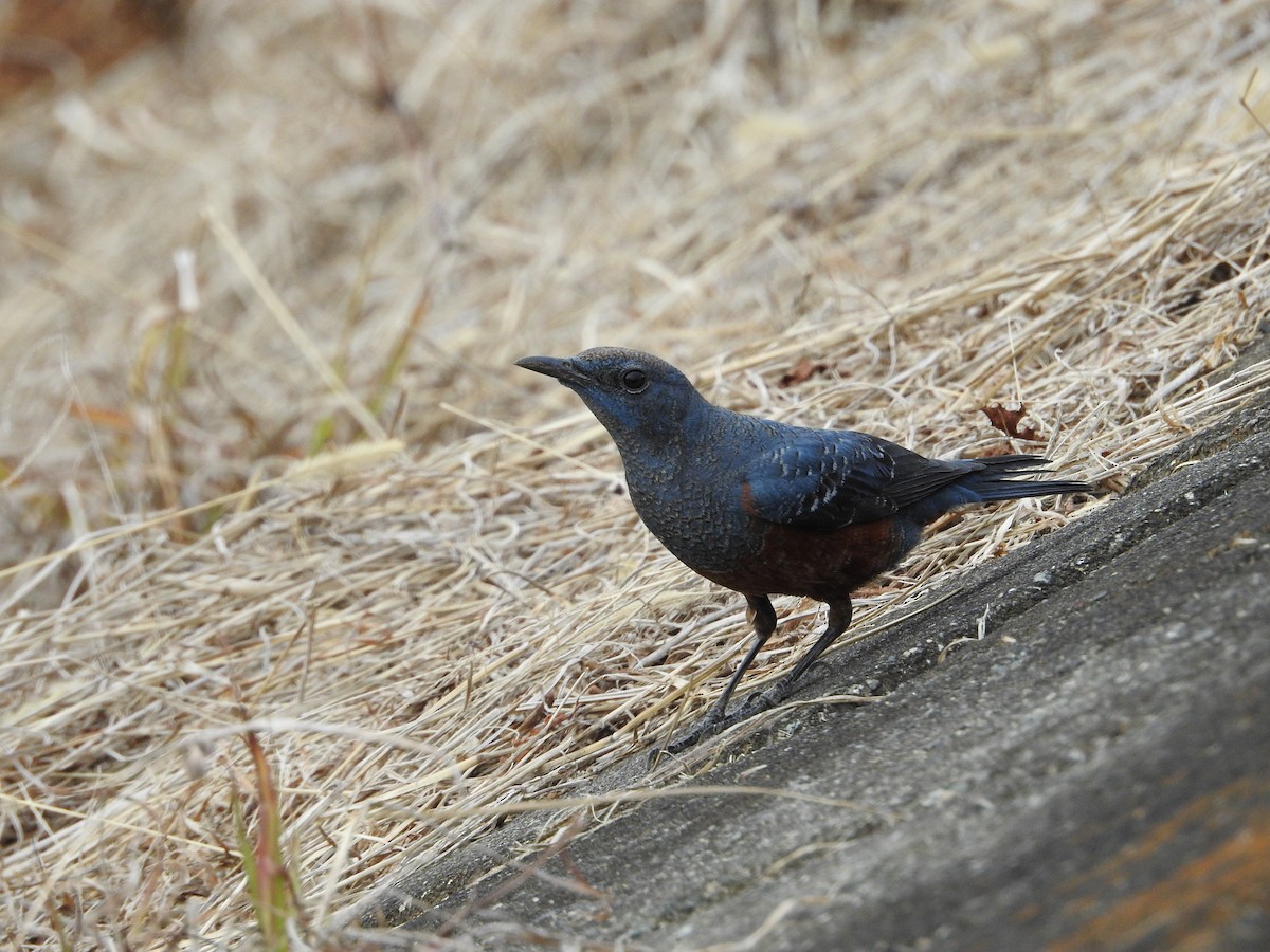 blåtrost - ML646446910