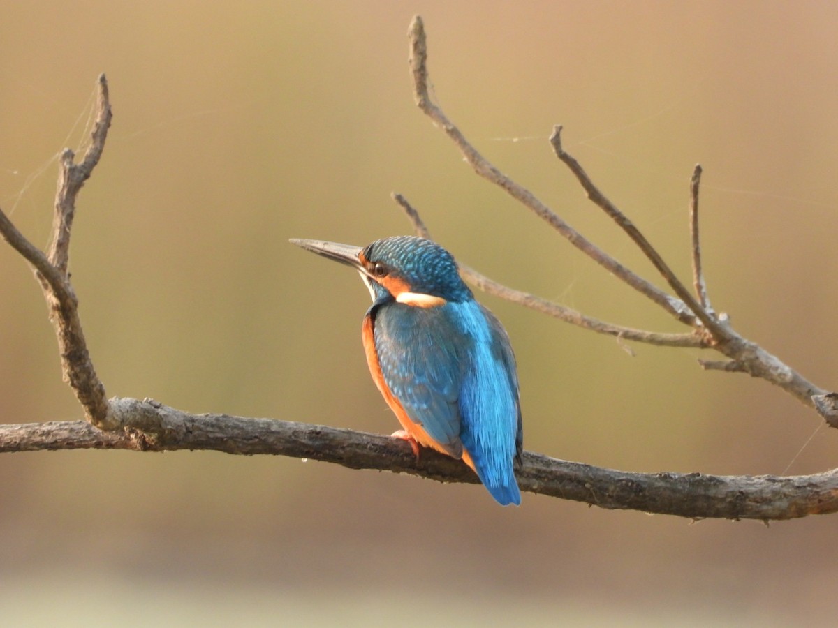 Common Kingfisher - ML646446911