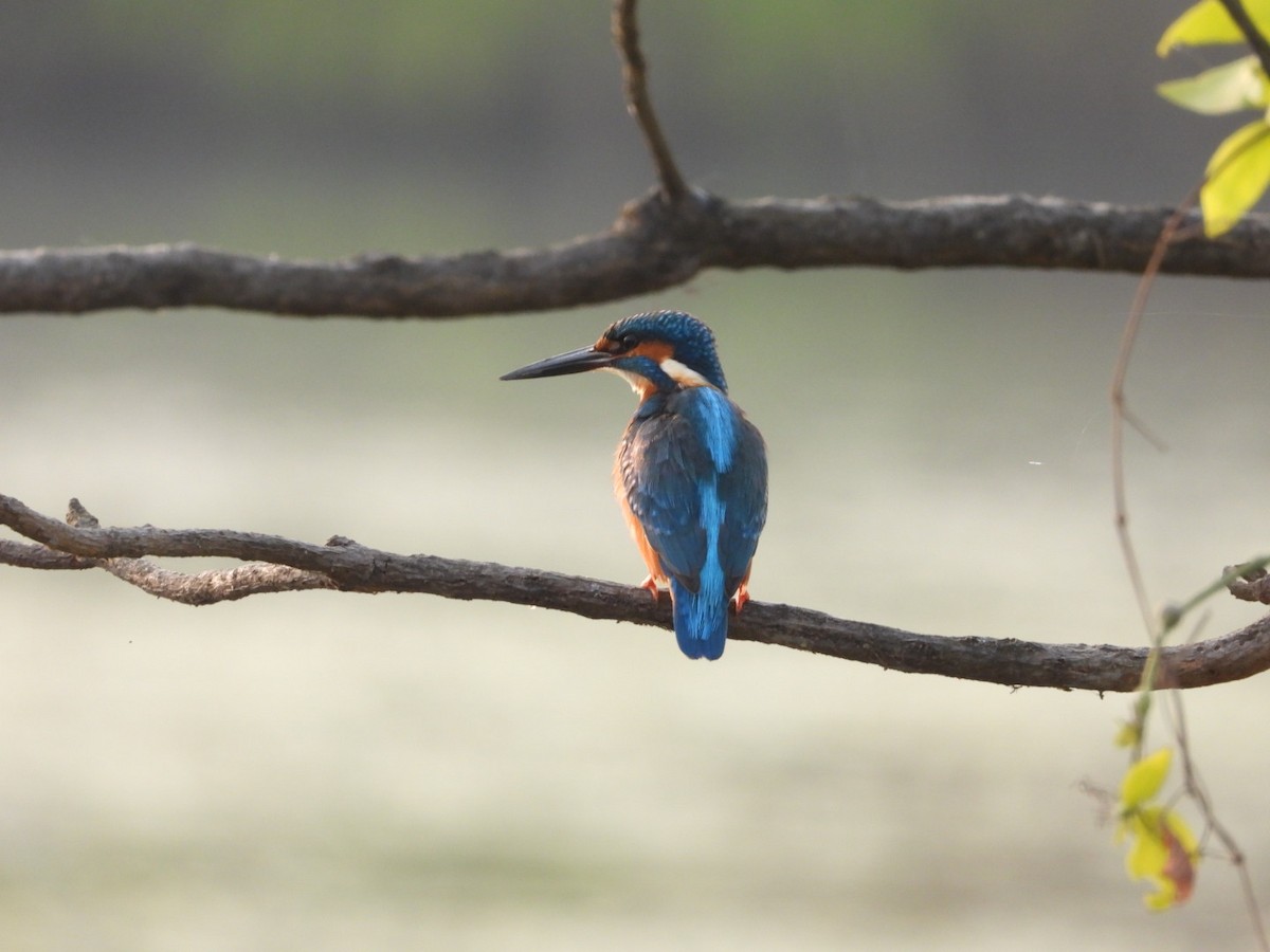 Common Kingfisher - ML646446912