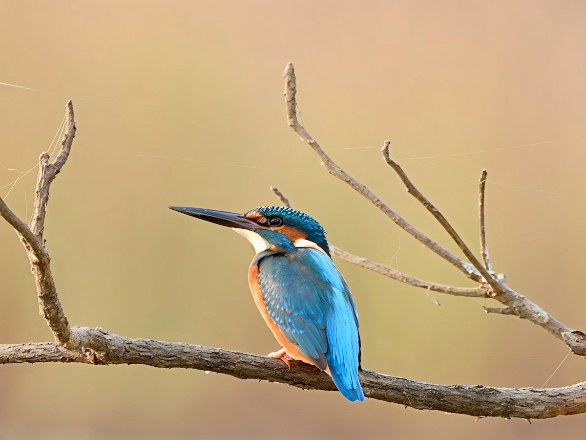 Common Kingfisher - ML646446913