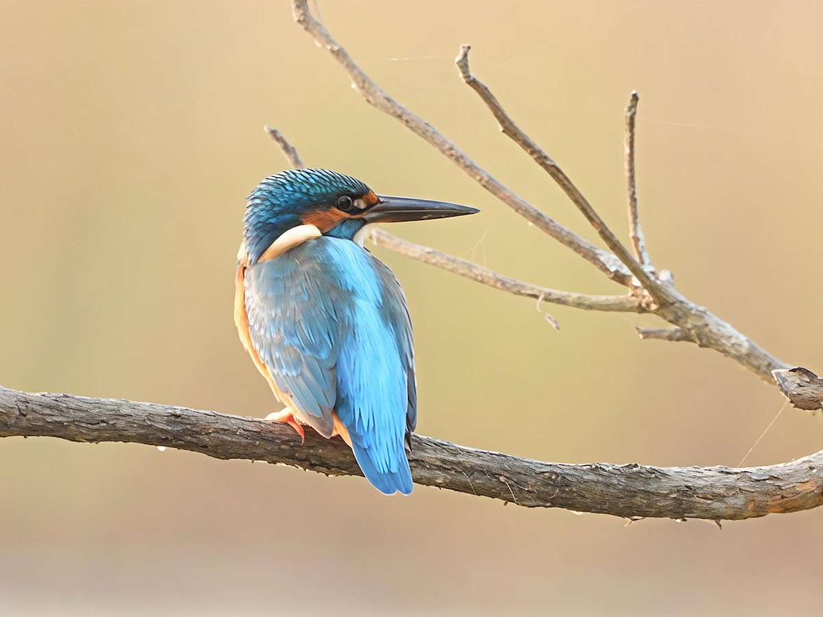 Common Kingfisher - ML646446914