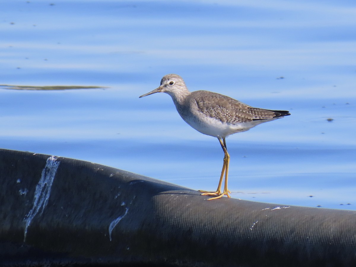 Lesser Yellowlegs - ML646446915