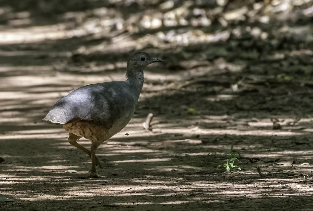 Undulated Tinamou - ML646446916