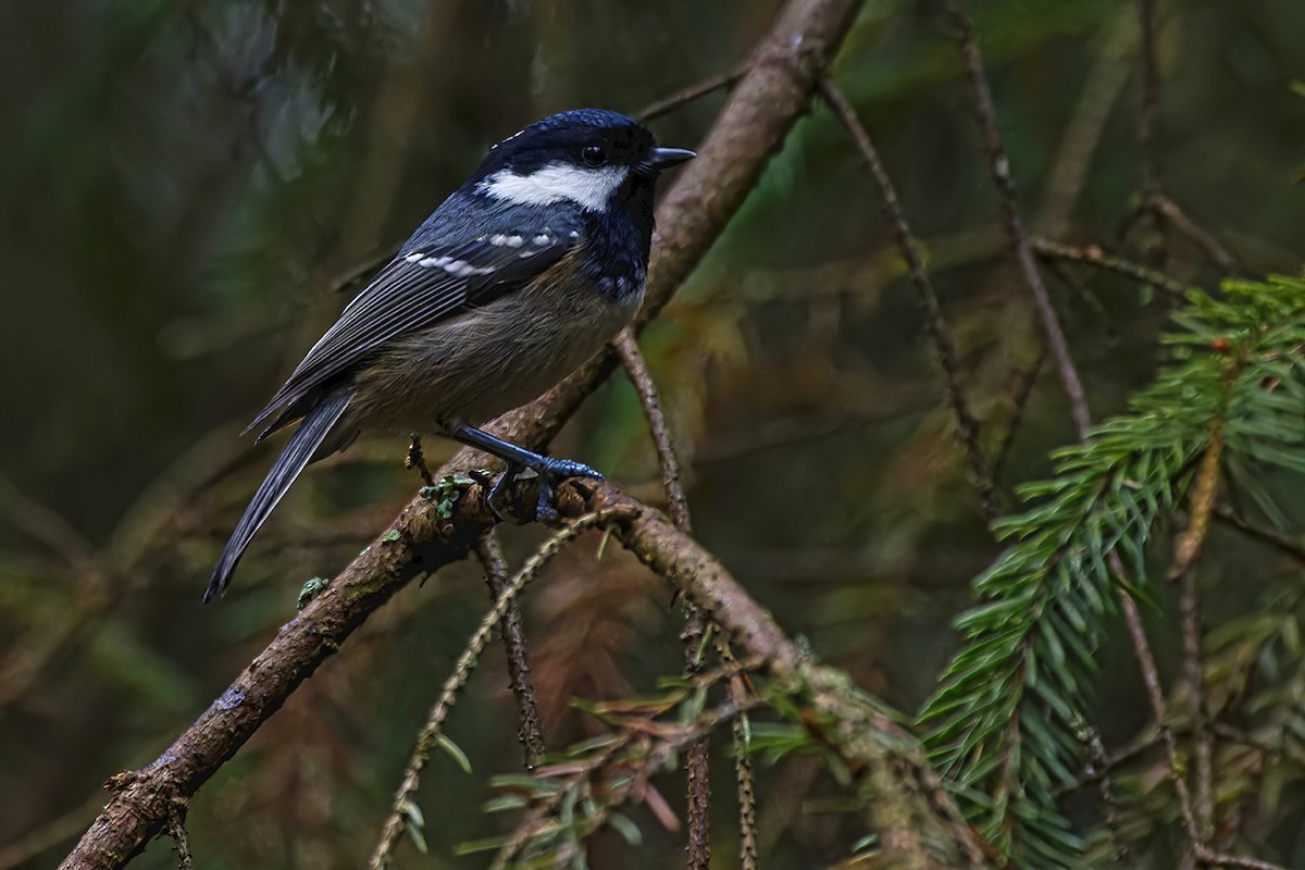 Coal Tit - ML646446918
