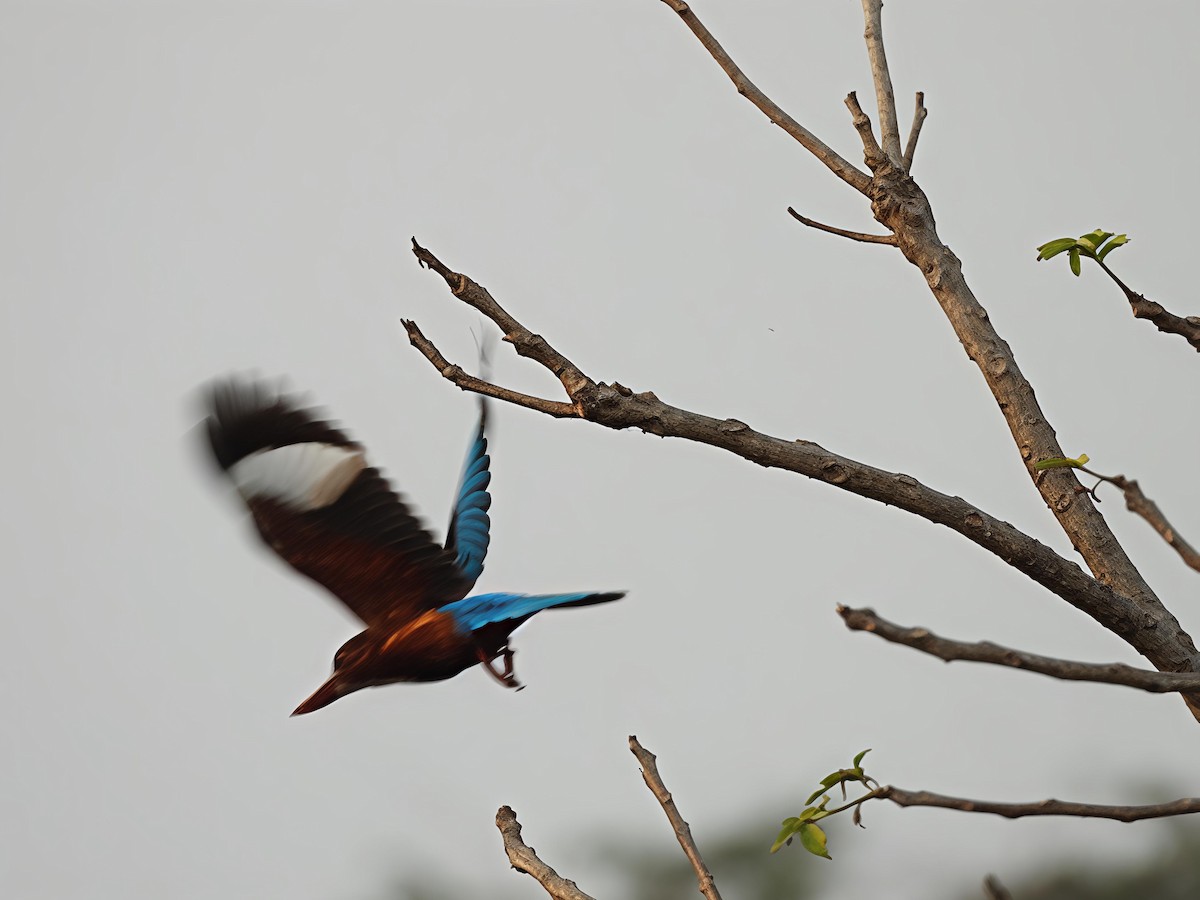 White-throated Kingfisher - ML646446922