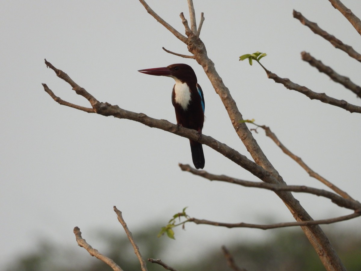 White-throated Kingfisher - ML646446923