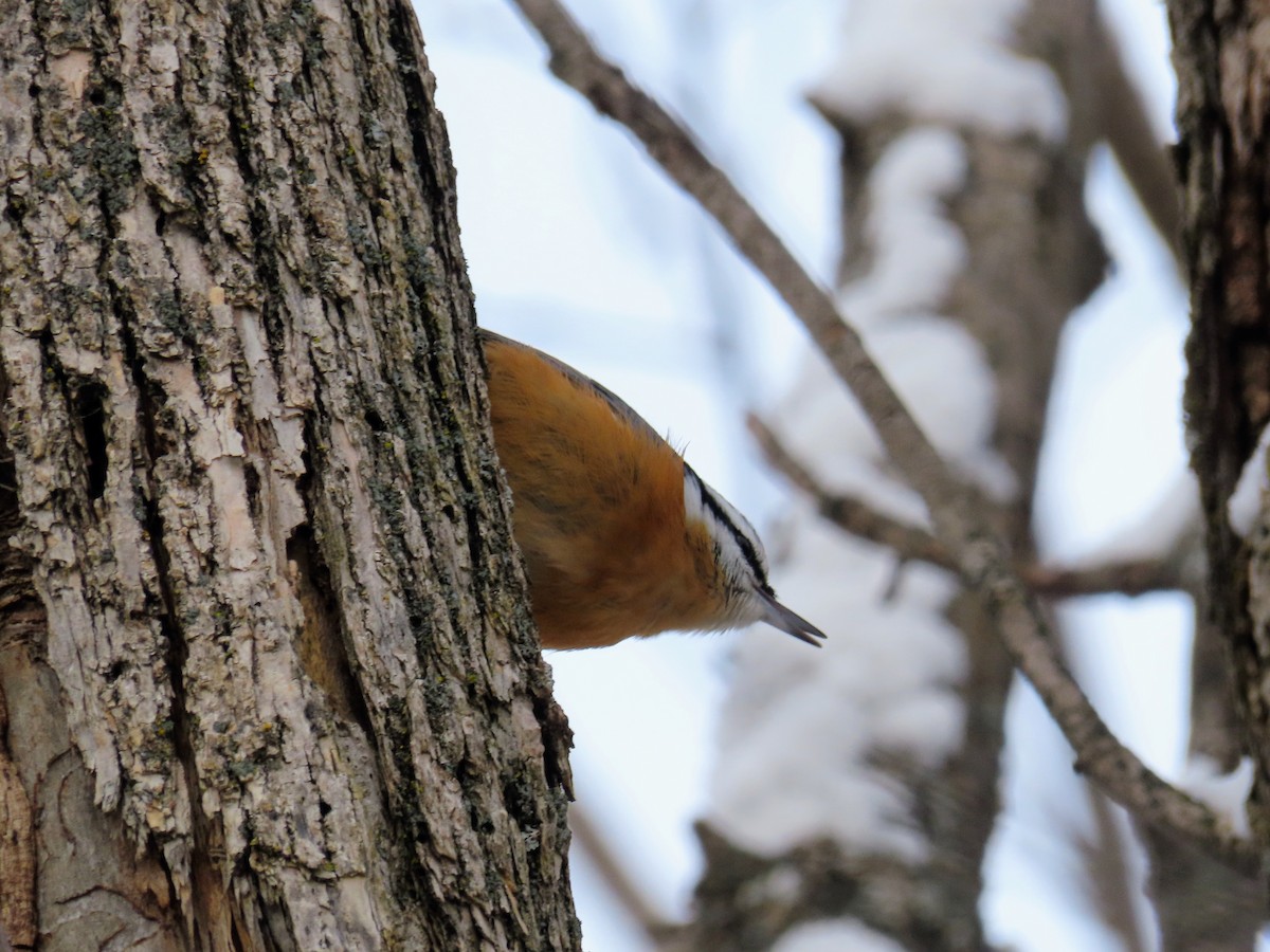Red-breasted Nuthatch - ML646446924