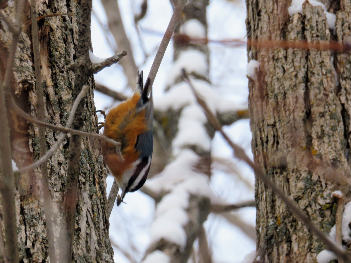 Red-breasted Nuthatch - ML646446925