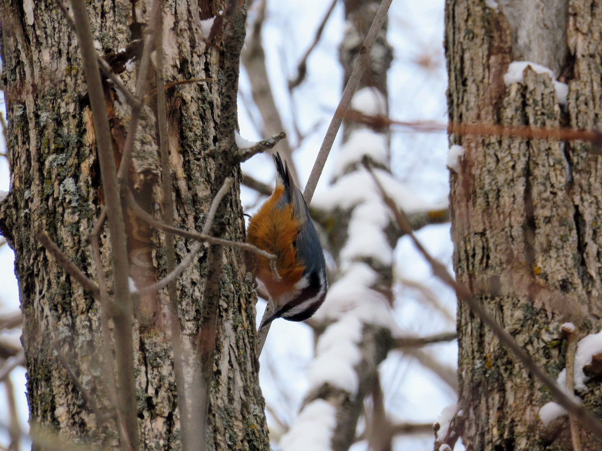 Red-breasted Nuthatch - ML646446926