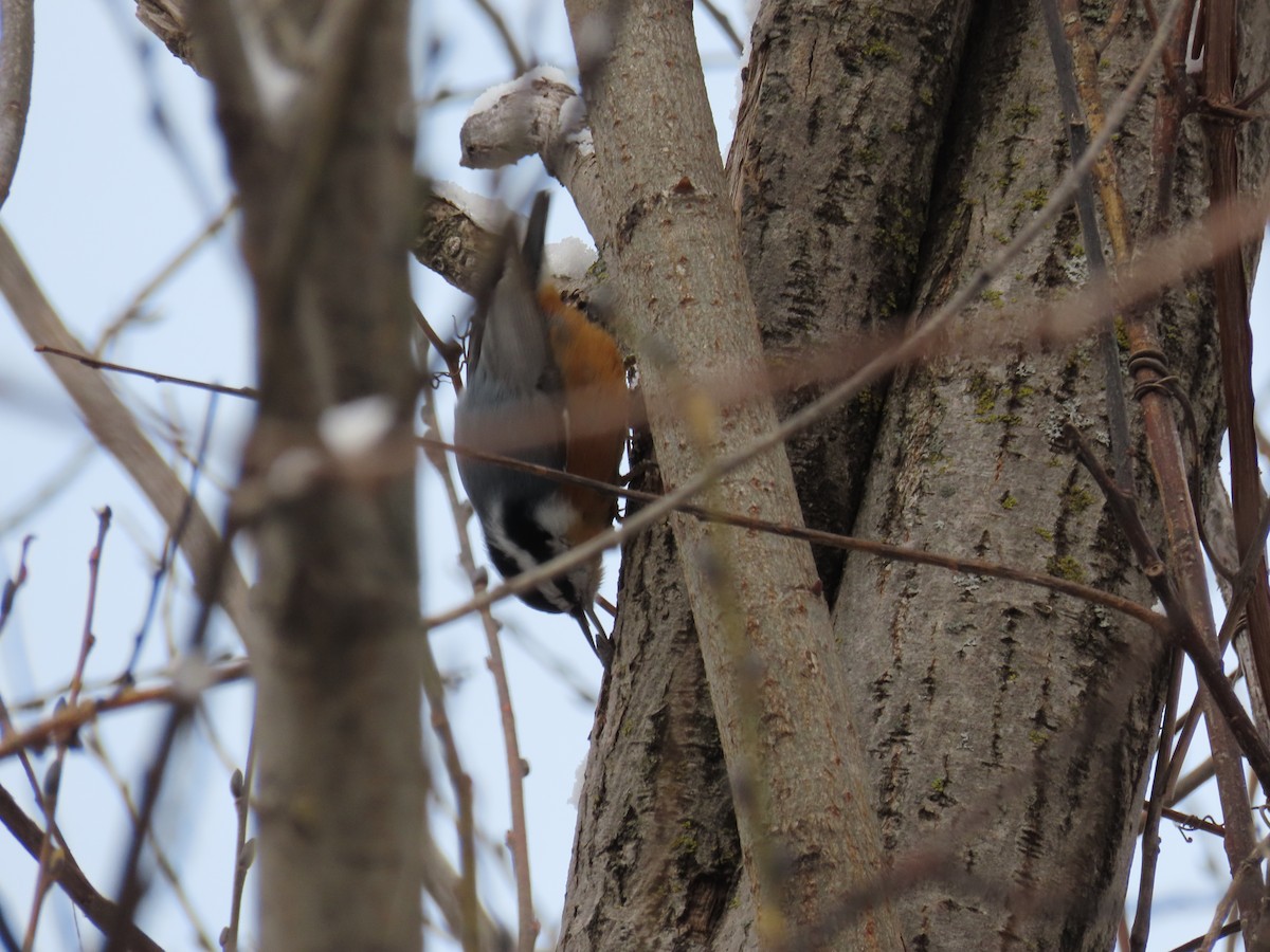 Red-breasted Nuthatch - ML646446929