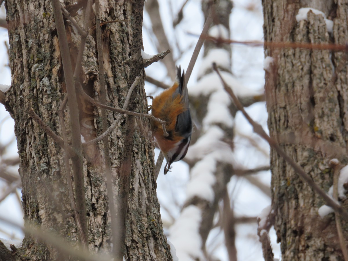 Red-breasted Nuthatch - ML646446930