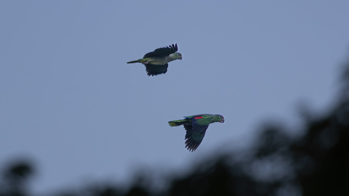 Mealy Amazon - ML646446931