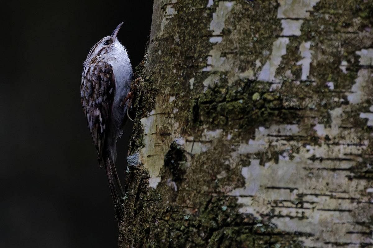 Eurasian Treecreeper - ML646446932