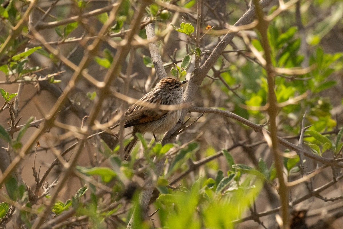 Сікора світлогорла - ML646446933