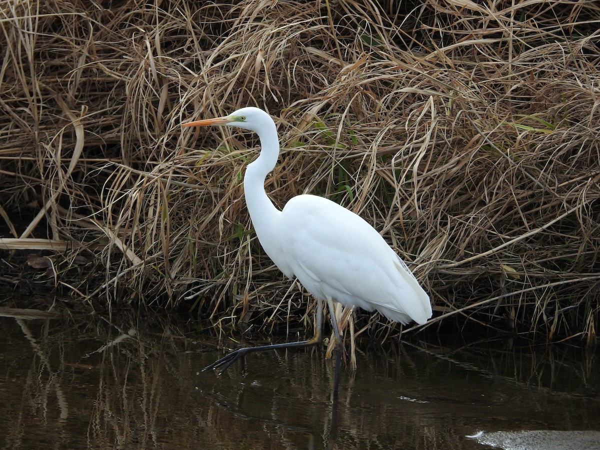 egretthegre - ML646446934