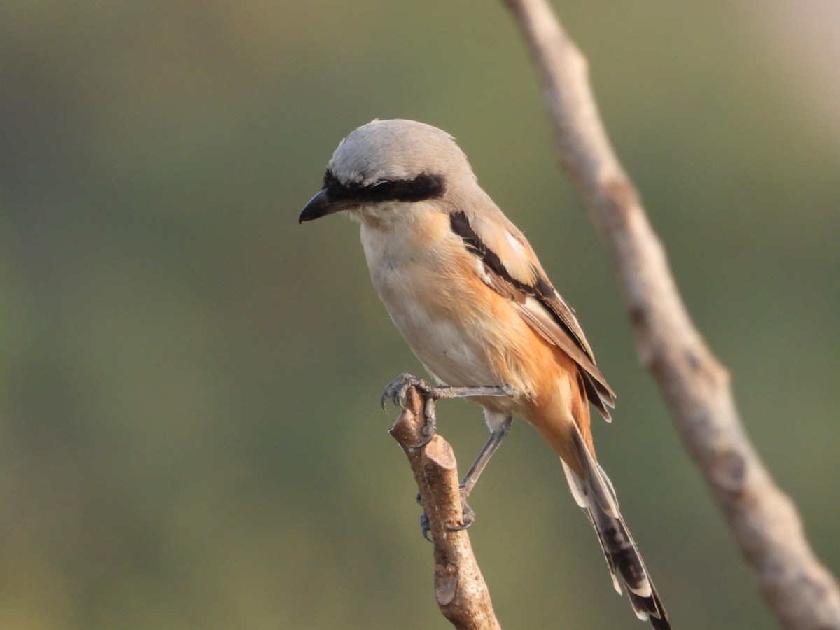 Long-tailed Shrike - ML646446937
