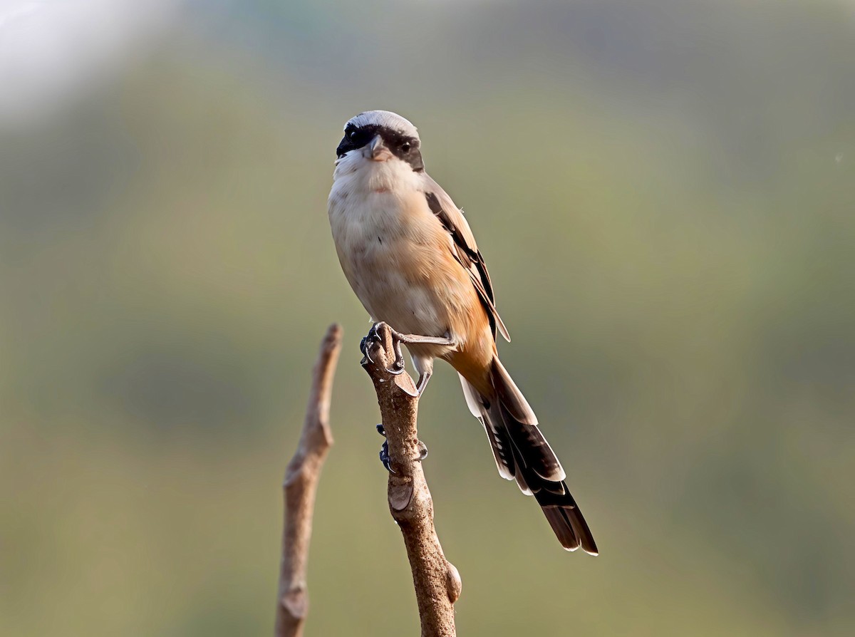 Long-tailed Shrike - ML646446938