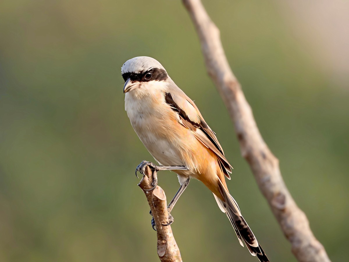 Long-tailed Shrike - ML646446939
