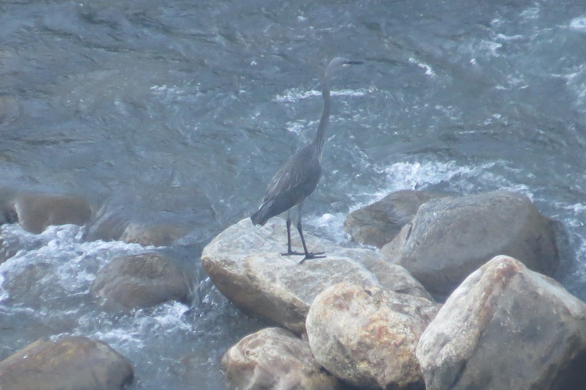 White-bellied Heron - ML646446940
