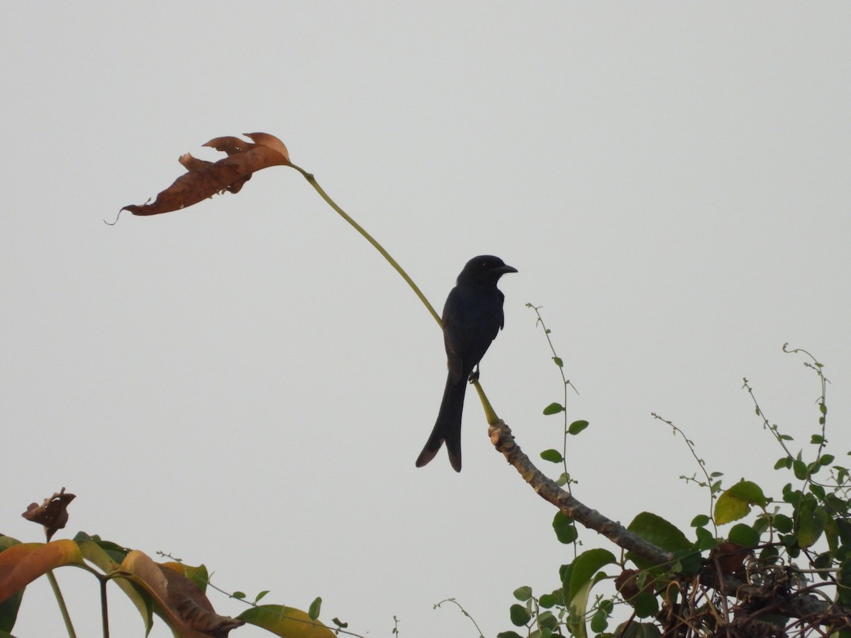 Black Drongo - ML646446942