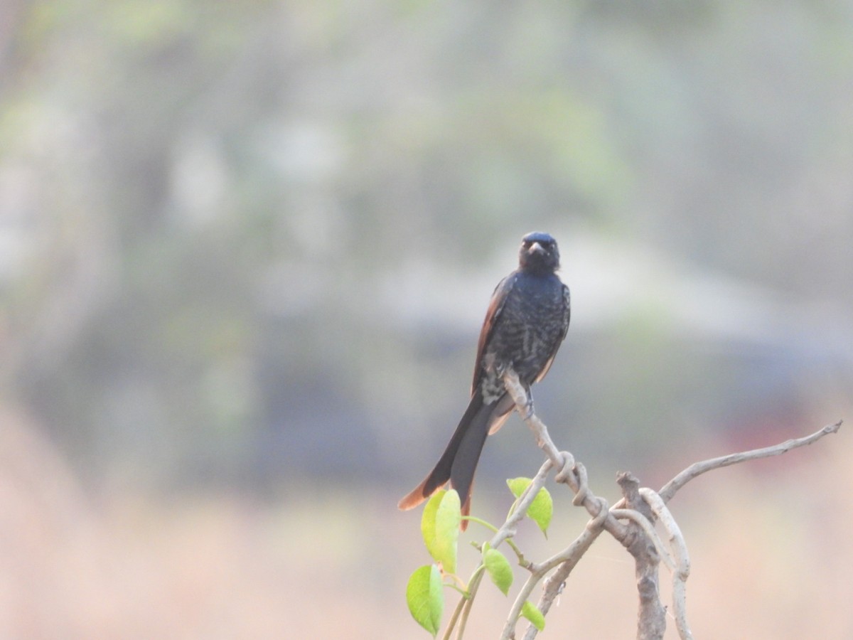 Black Drongo - ML646446943