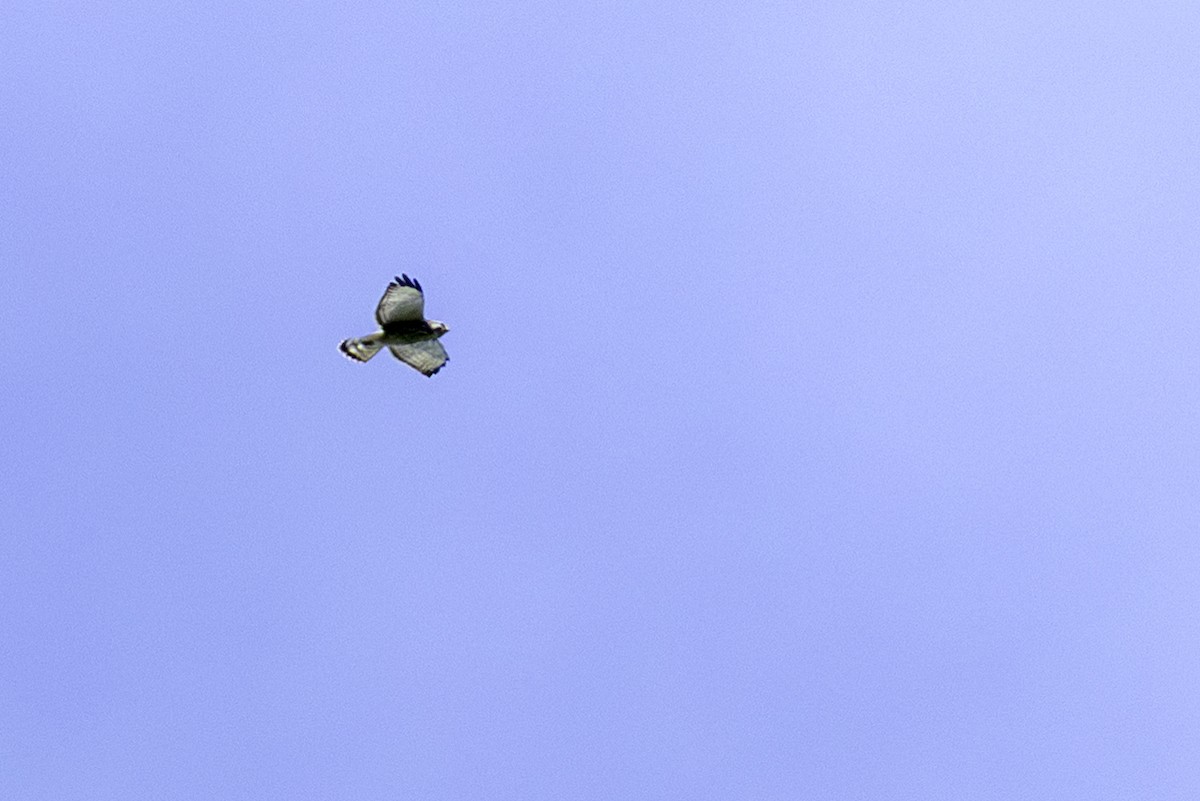 Broad-winged Hawk - ML646446944