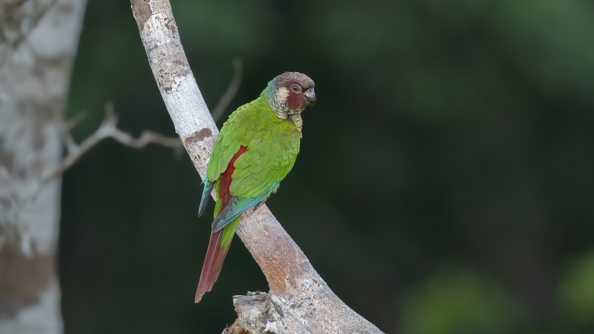 Maroon-faced Parakeet - ML646446945
