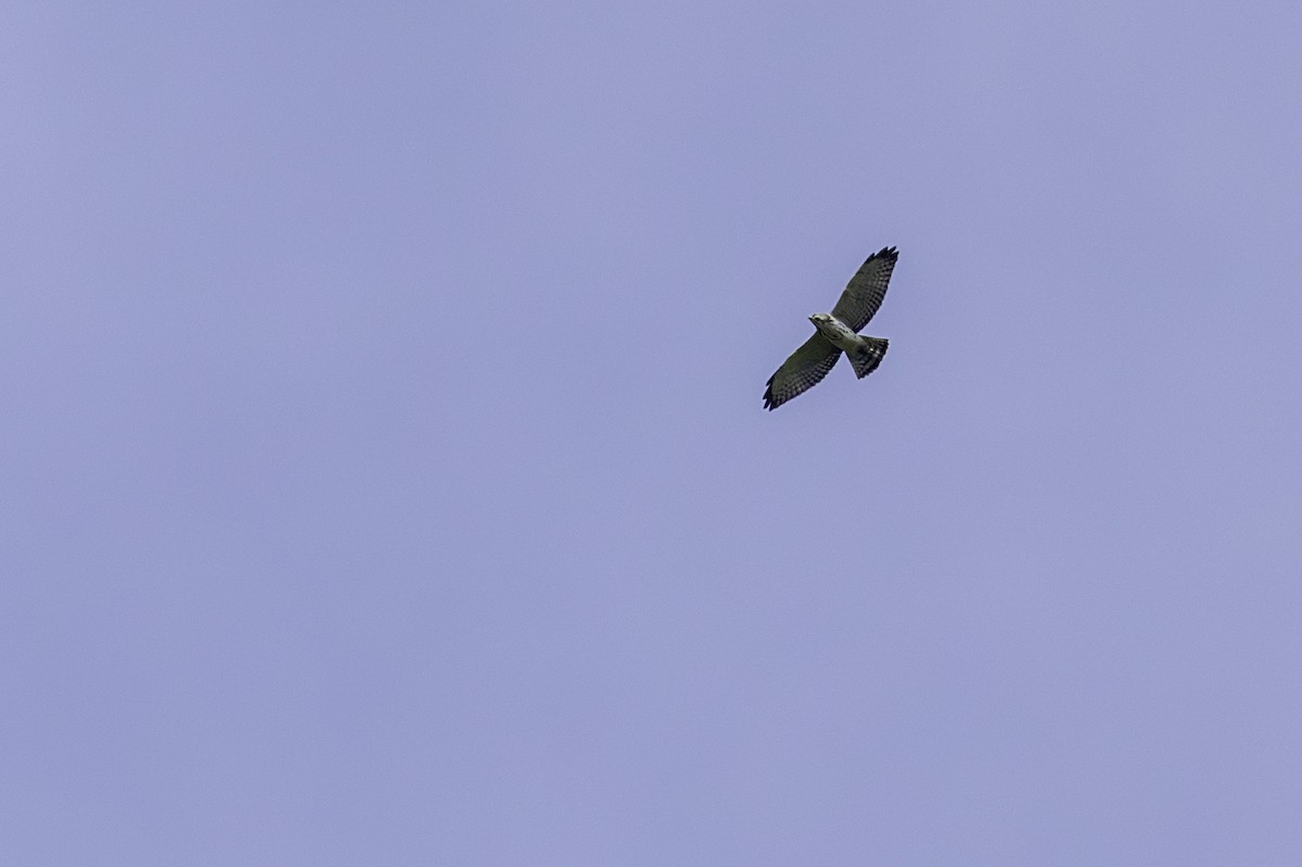 Broad-winged Hawk - ML646446946