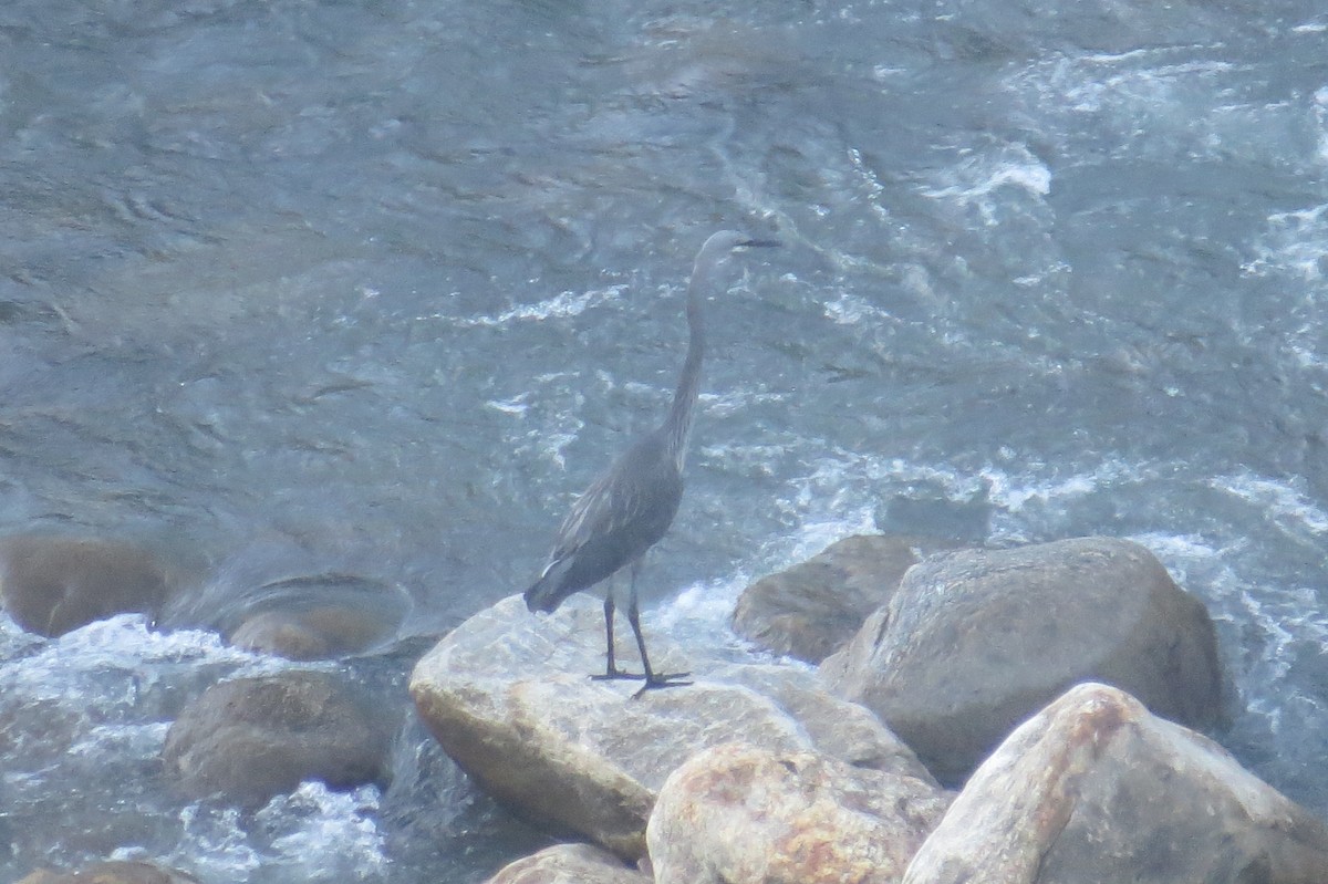 White-bellied Heron - ML646446947