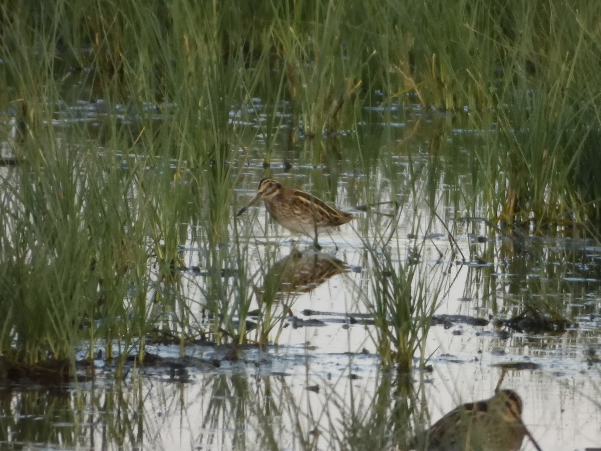 Jack Snipe - ML646446948