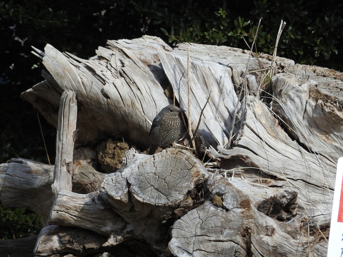 blåtrost - ML646446949