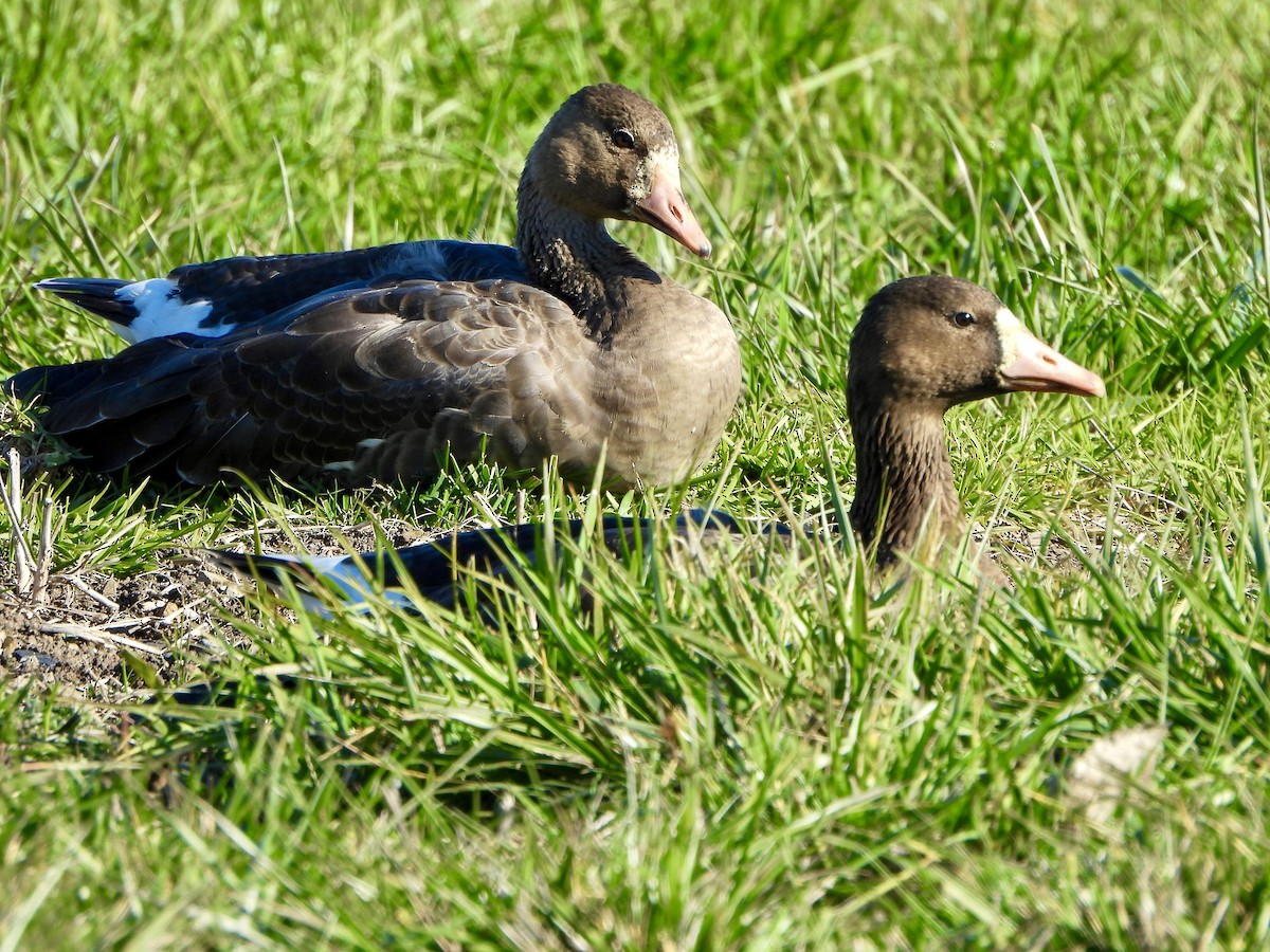 Greater White-fronted Goose - ML646446951