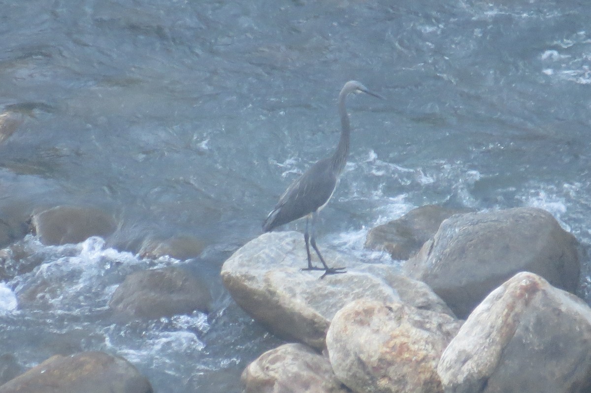 White-bellied Heron - ML646446953