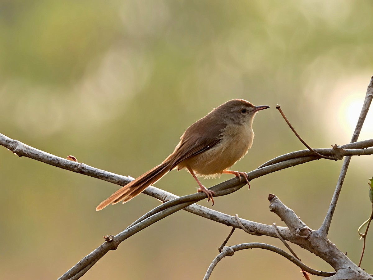 Plain Prinia - ML646446956