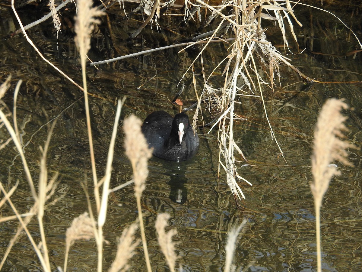 sothøne - ML646446957