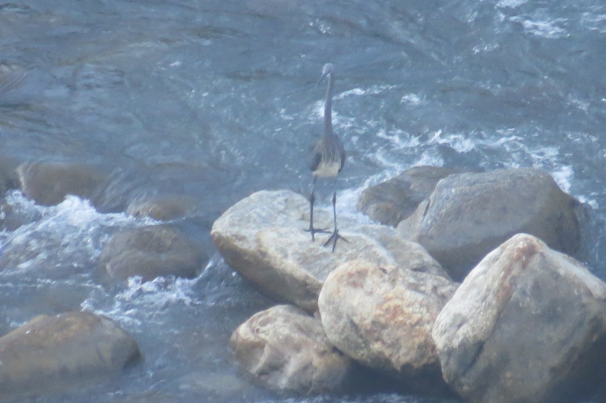 White-bellied Heron - ML646446958