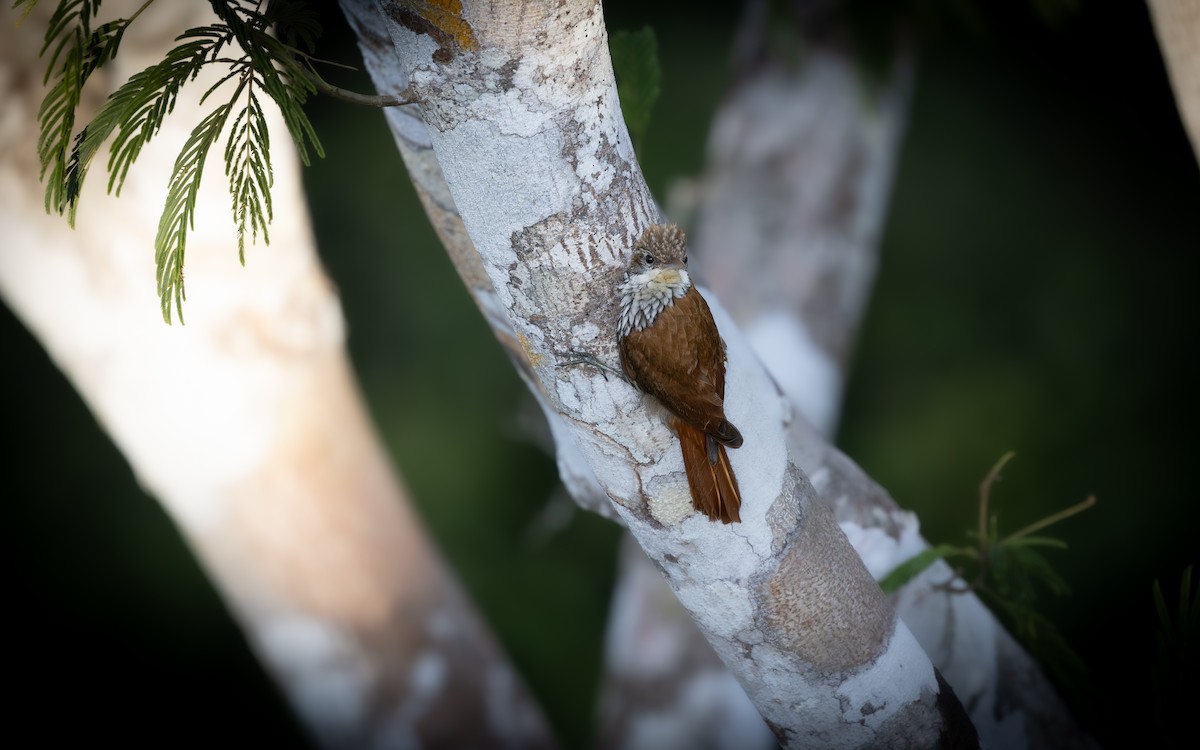 Scaled Woodcreeper - ML646446959