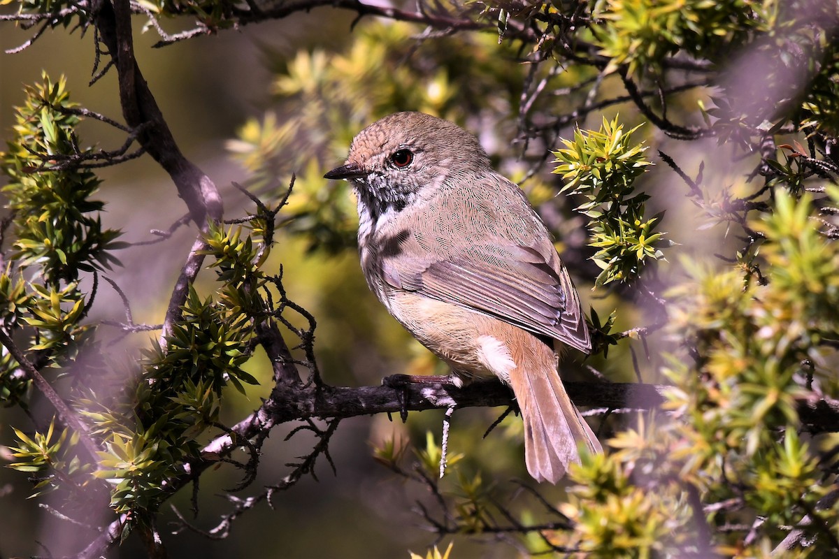 Brown Thornbill - ML646446960