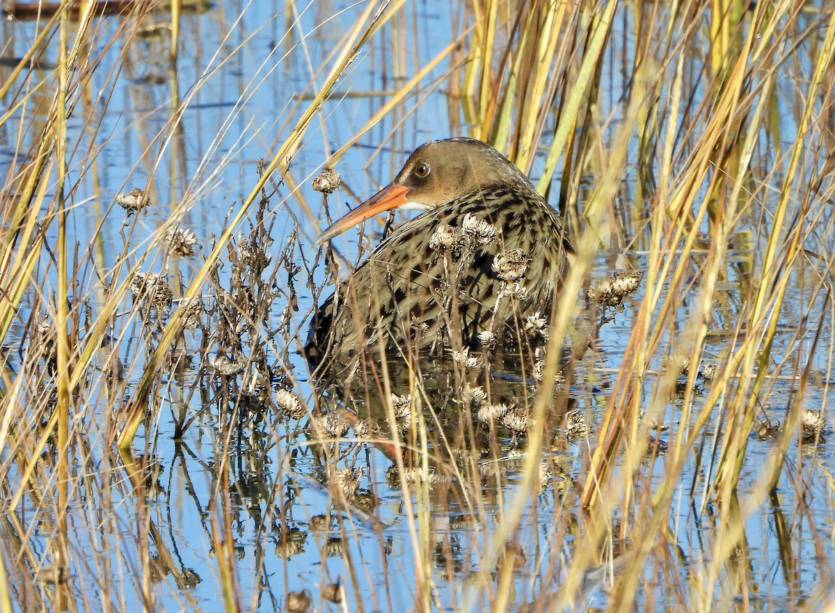 Ridgway's Rail - ML646446963