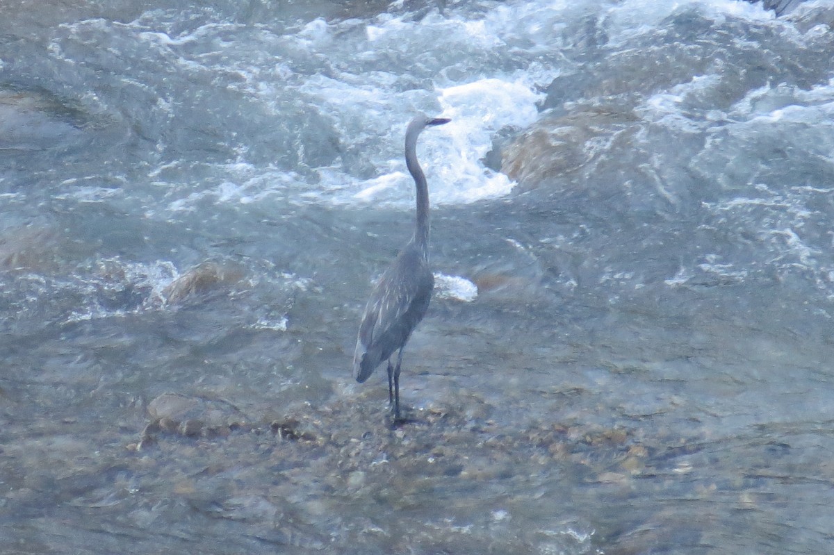 White-bellied Heron - ML646446964