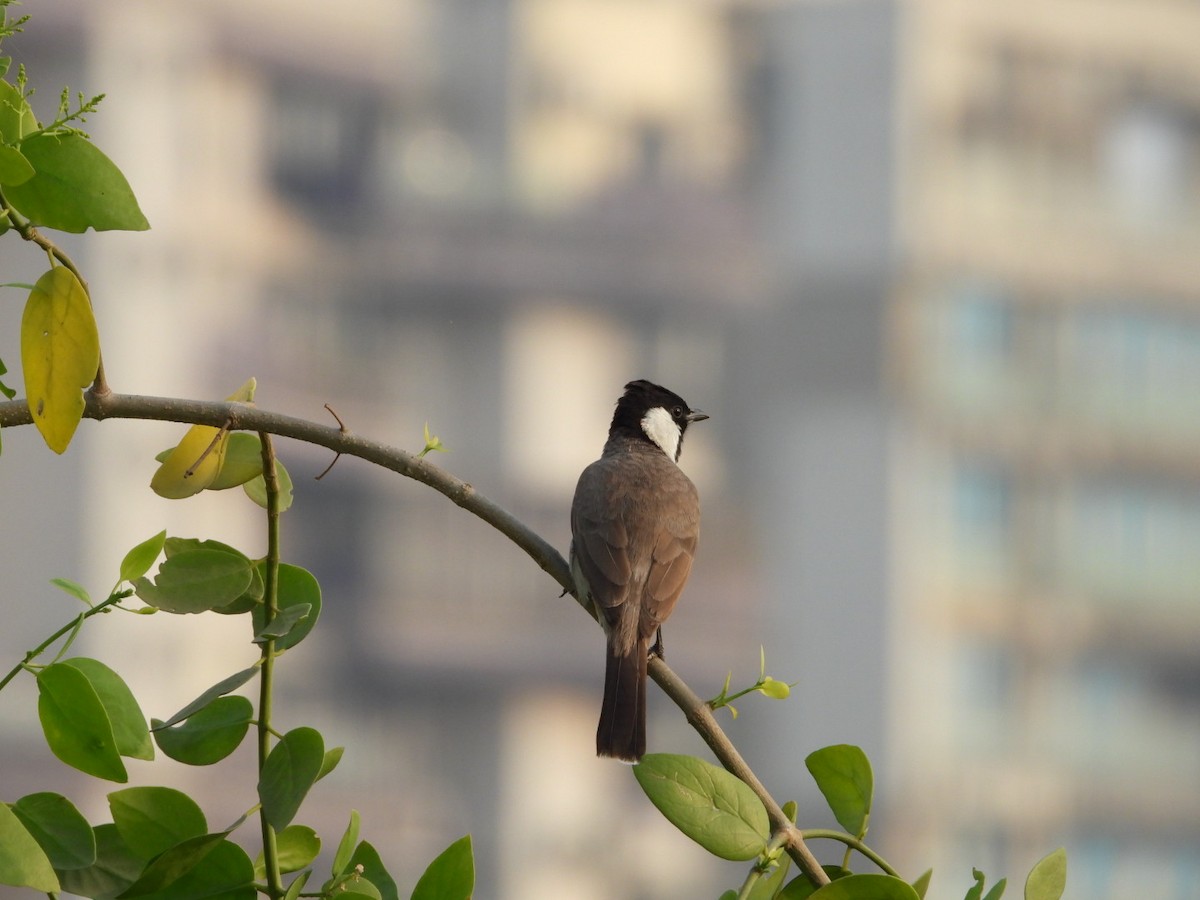 White-eared Bulbul - ML646446966
