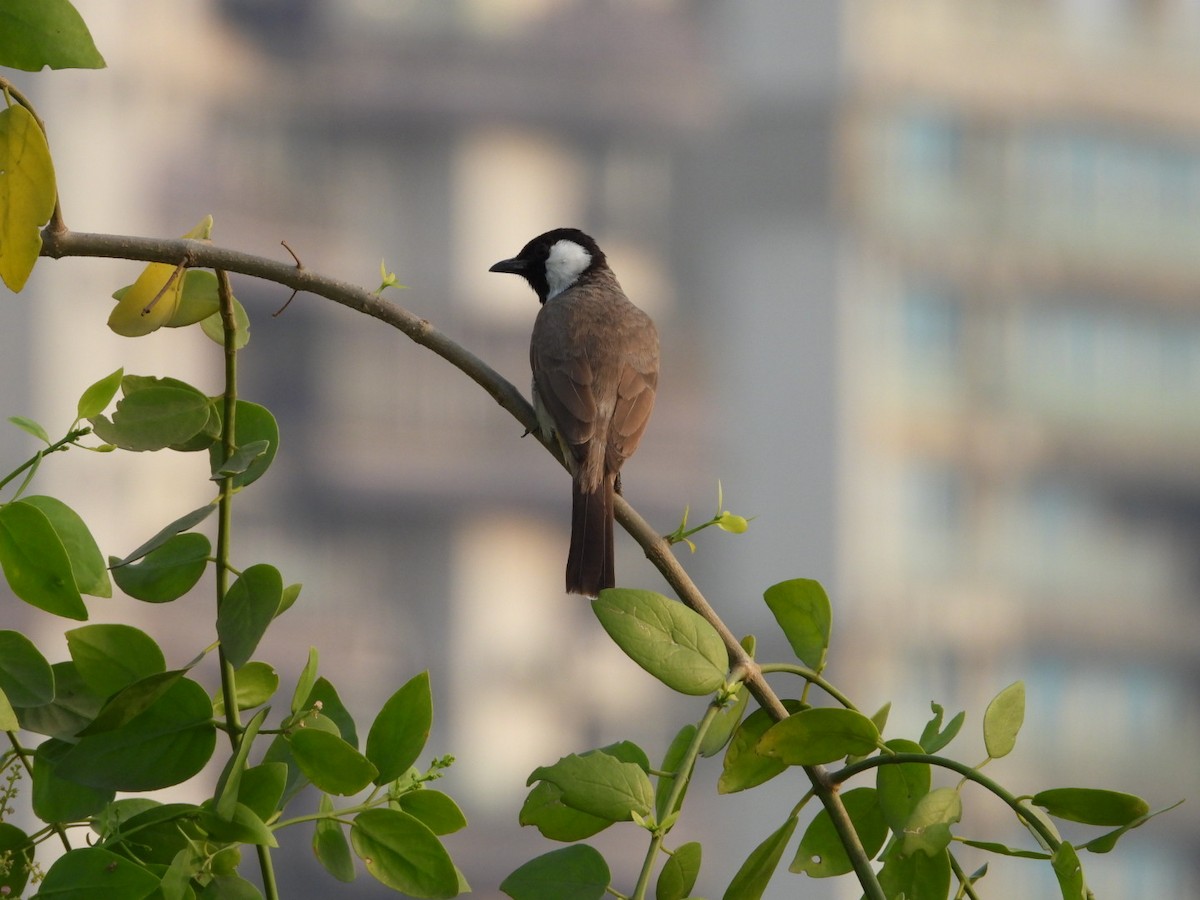 White-eared Bulbul - ML646446967