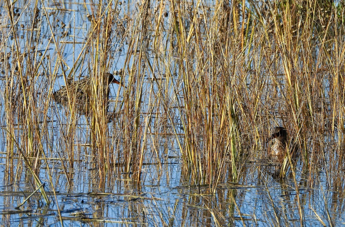 Ridgway's Rail - ML646446969