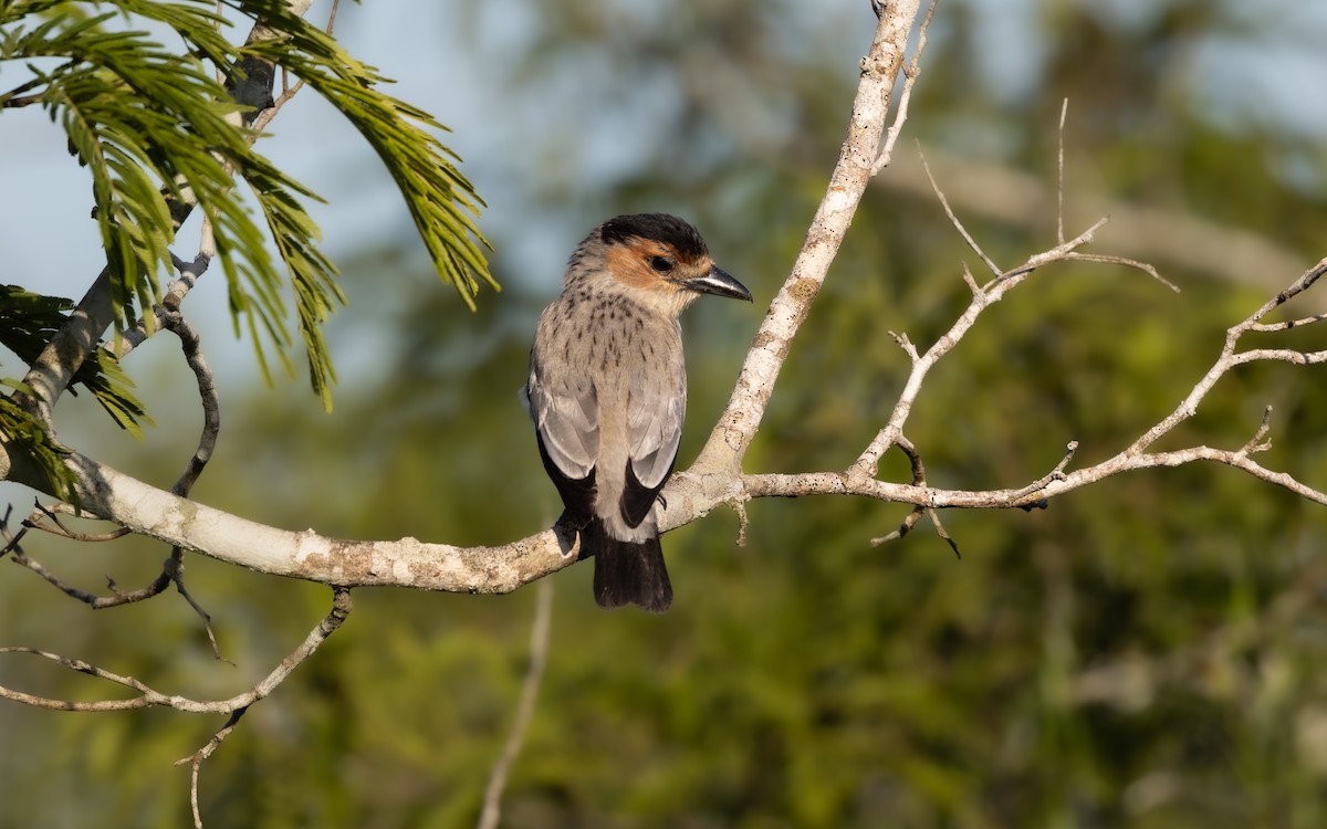 Black-crowned Tityra - ML646446971