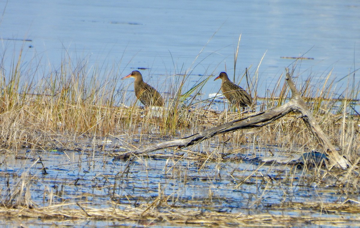 Ridgway's Rail - ML646446972