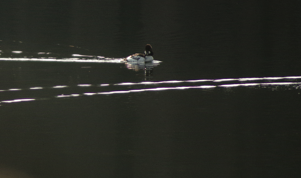 Common Goldeneye - ML646446978