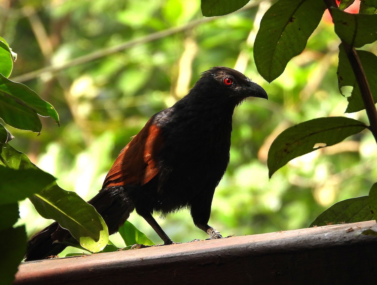 Greater Coucal - ML646446979