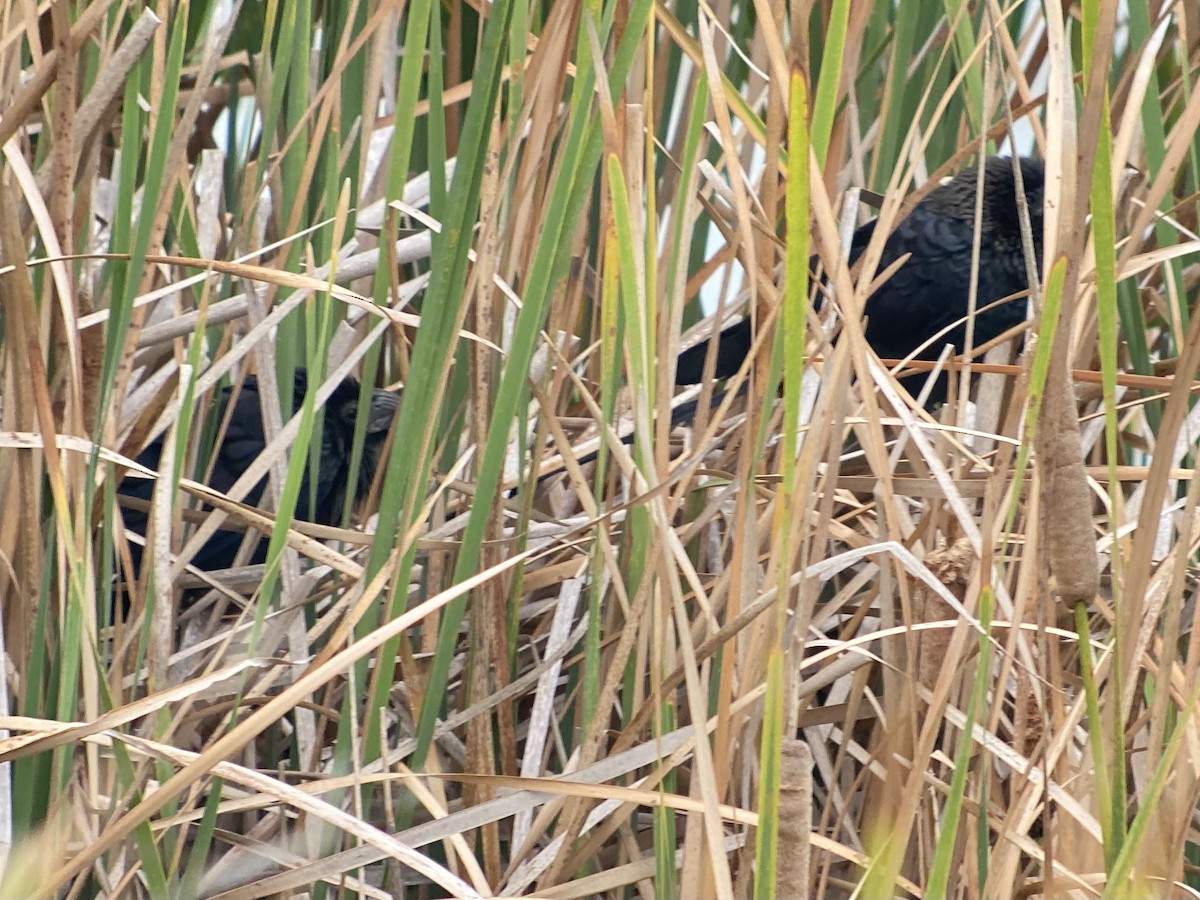 Smooth-billed Ani - ML646446980