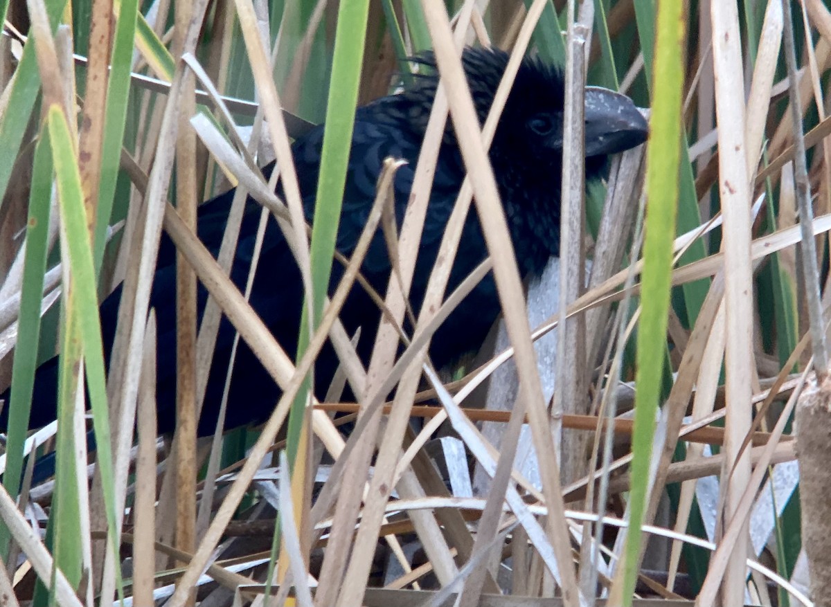 Smooth-billed Ani - ML646446981