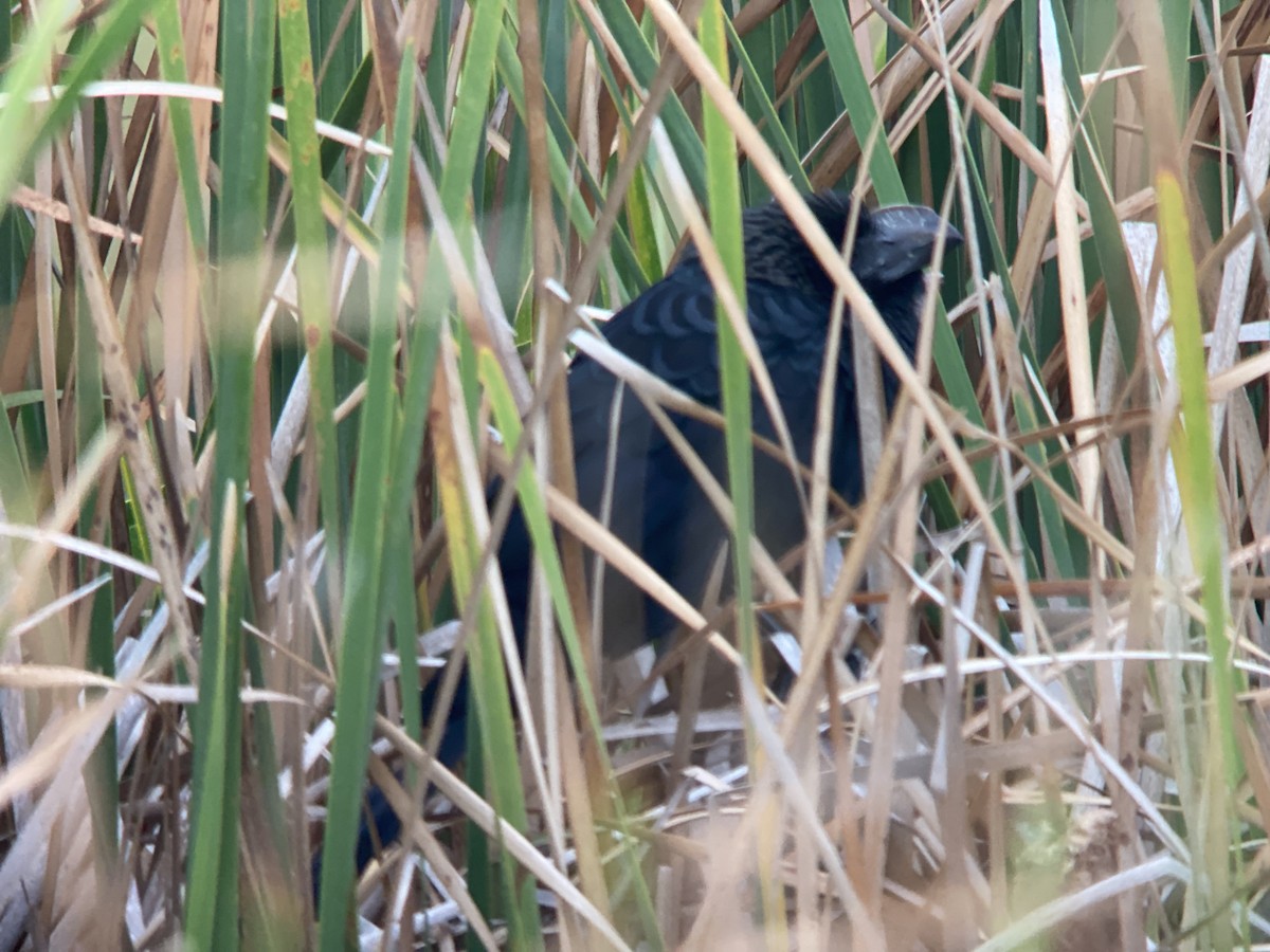 Smooth-billed Ani - ML646446982